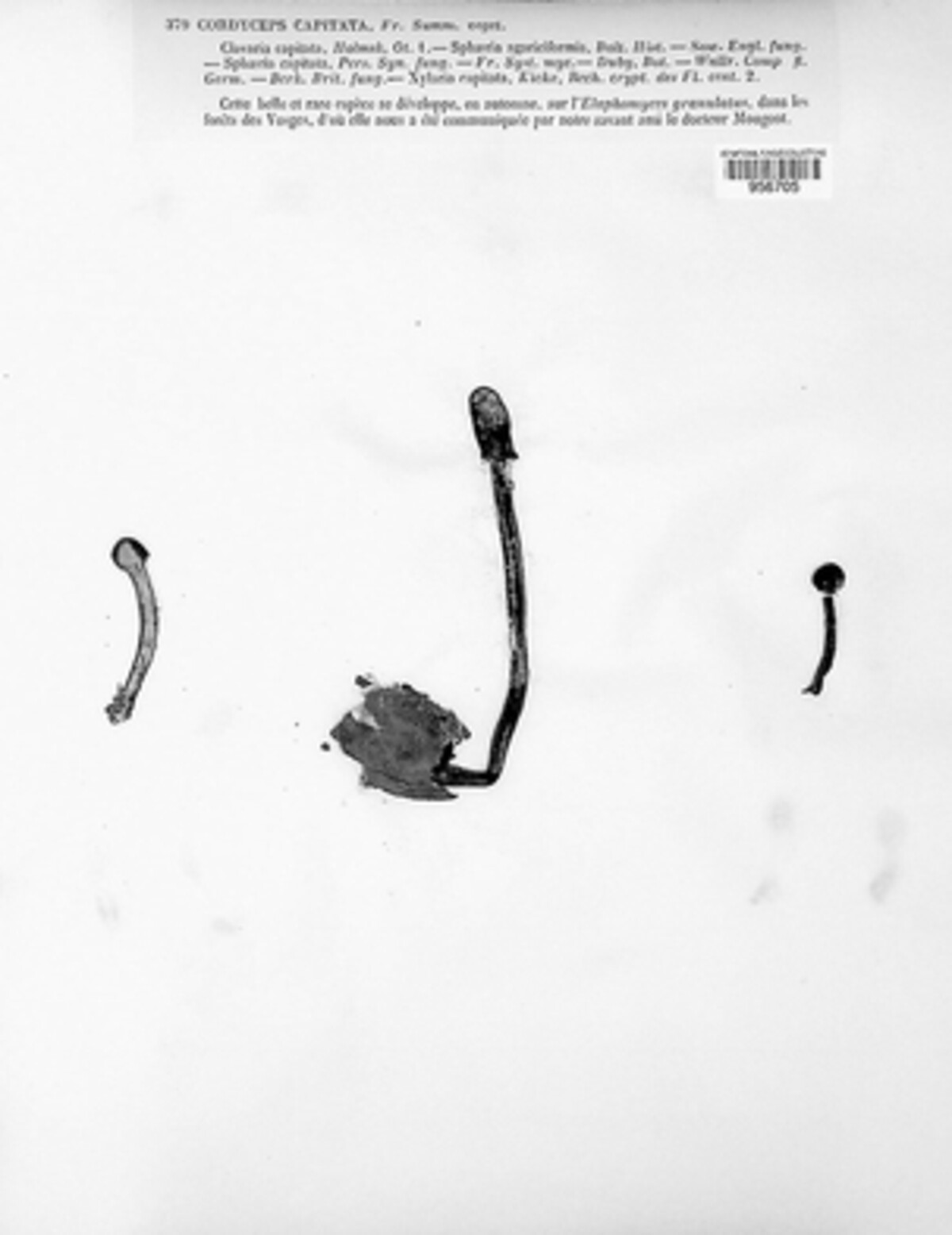 Tolypocladium capitatum image